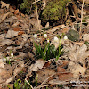 Rezerwat "Śnieżycowy Jar" dsc07025.jpg