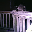 Racoon 011.JPG