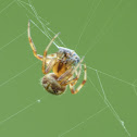 Arabesque orbweaver vs. fly