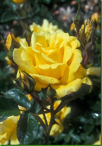 Rosa Allgold