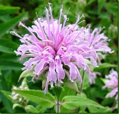 Monarda fistulosa 1 Monarda fistulosa 1