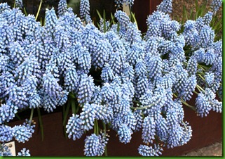 Muscari inspiration Muscari inspiration