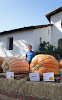 More Giant Pumpkins at San Luis Obipso Mission