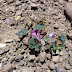 Corydalis%252520alpestris%25252c%252520aragats%25252c%2525202012.08.05