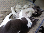 Charlie and Maggie, Turlock, California. “Every dog has his day -- but the nights are reserved for the cats,” -- Unknown Charlie and Maggie, Turlock, California. “Every dog has his day -- but the nights are reserved for the cats,” -- Unknown