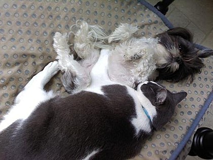 Charlie and Maggie, Turlock, California. “Every dog has his day -- but the nights are reserved for the cats,” -- Unknown Charlie and Maggie, Turlock, California. “Every dog has his day -- but the nights are reserved for the cats,” -- Unknown