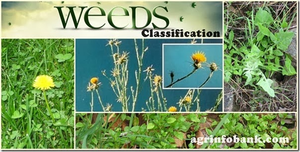 Weeds Classification Weeds Classification