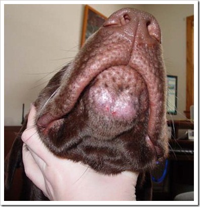 acne_dog