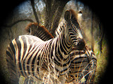 Zebras just playing it cool. By the way, the photos with this round black shape around it are because I used a pair of binoculars as a zoom lens for my small camera. Transition to Madagascar - 041.jpg