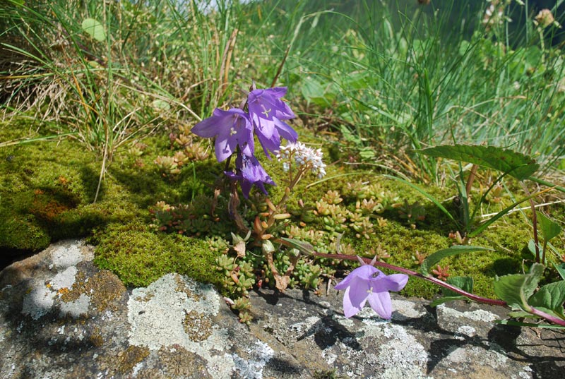 Valle_A._flora_09.jpg Valle A flora 09