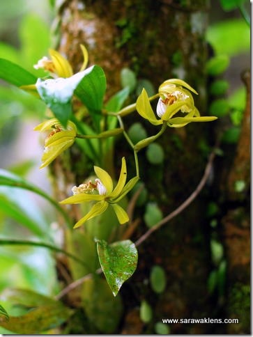 Coelogyne_zurowetzii_sarawaklens_2