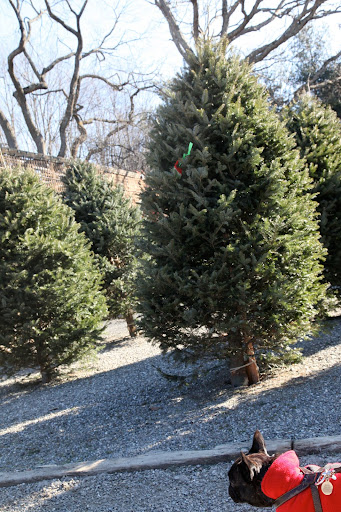 Oh boy, Sharkey!  Let's go look at all of these Christmas trees!  Maybe we'll find just the right one.  Don't you just love that pine aroma?