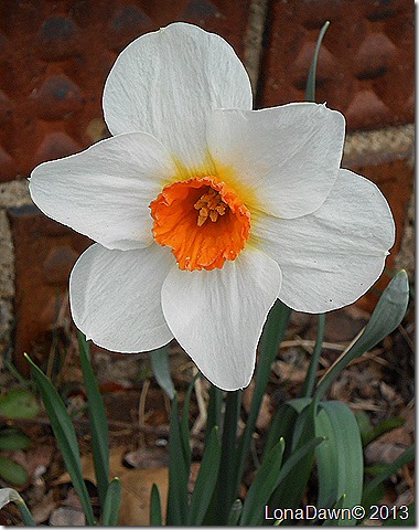 Daffodil_Orange