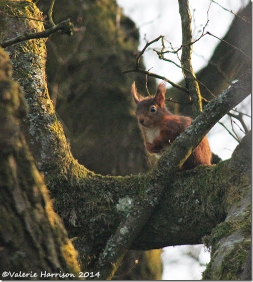3 red-squirrel (2)
