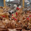 backyard and mirror-3.jpg