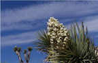Springflowers in Joshua Tree National Park, (photo by Rick Parker<br />
(Pic property of Harmony Motel)