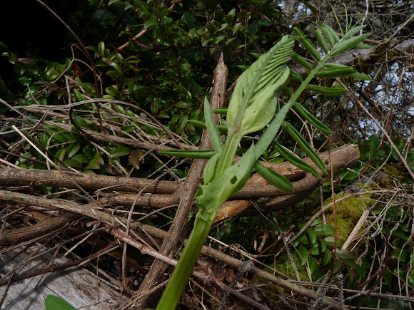 Spotting Image 1