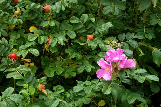 [LibertyPointhikeCampobello3793.jpg]