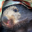 Bronson, The Baby Wombat In His "Pouch" - Hobart, Australia