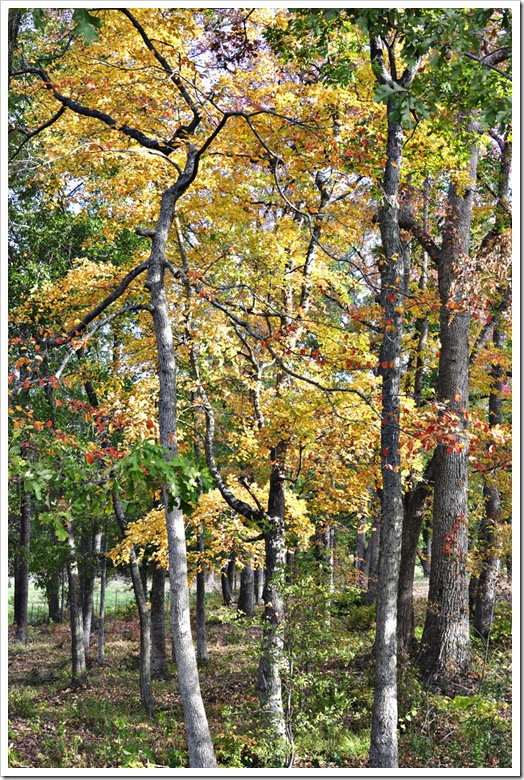 Fall trees 027ED