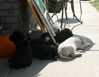 Nap time for some busy pups!