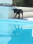 Supervised pool time can be great fun for canine's and a welcome way to cool off.