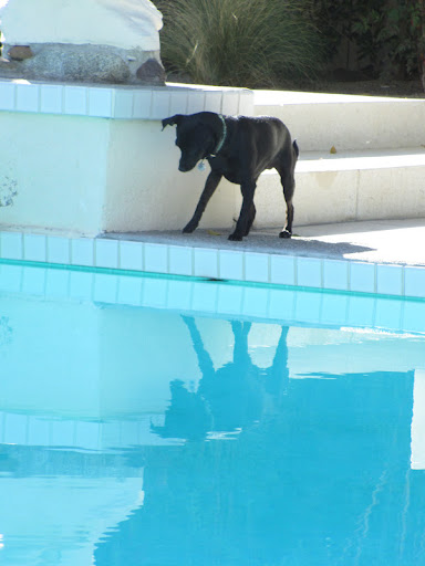 Supervised pool time can be great fun for canine's and a welcome way to cool off.