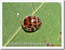 Kumbang Koksi ‘Twentyeight-spotted Potato Ladybird’ (Henosepilachna vigintioctopunctata) 09