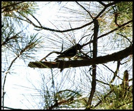 00a - Red-cockaded Woodpecker