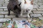Maybe that would explain why there are people in the stable with a photographer taking pictures!  Perhaps our stable will be featured in this magazine!