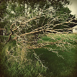 "Backyard 2" - copyright Ashley Bethard
