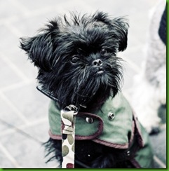 1375214_cairn_terrier