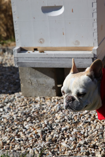 What's the use of flying outside of the hive when there are no flowers in bloom?  With no flowers, there isn't a speck of pollen nor a drop of nectar to be found.