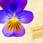 BluetenPostkarte_002.jpg