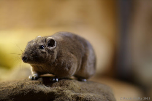 Zoo Praha
