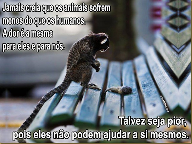 sofrimento-animais sofrimento-animais