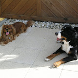 our dogs