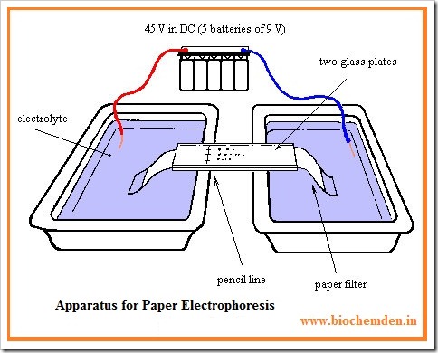 Electrophoresis research paper image