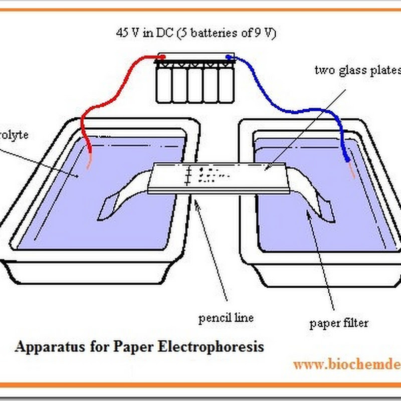 Biotechniques Den THIN LAYER CHROMATOGRAPHY (TLC)