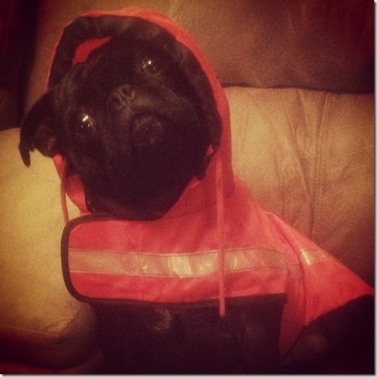 hurricane-sandy-dogs-36