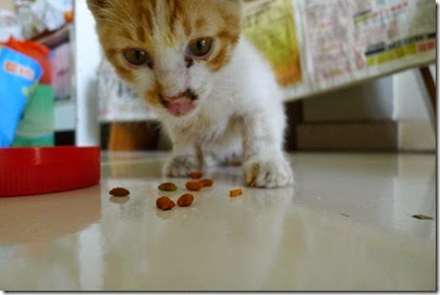 found a cutie cat found a cutie cat