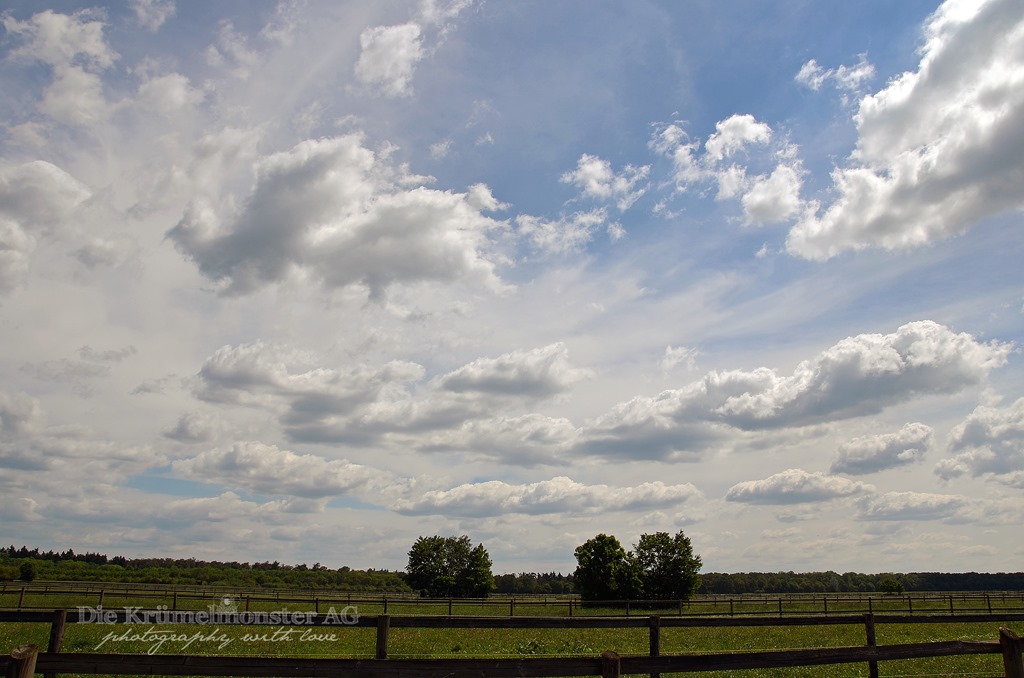 [Hunderunde-17-Erdbeerfeld-160520143.jpg]