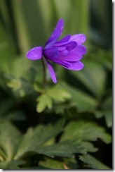 EWG 24.4.12 (76)Anenome blanda EWG 24.4.12 (76)Anenome blanda