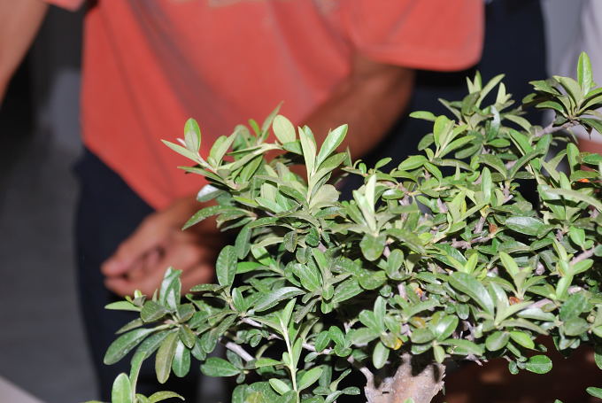 Pyracantha de Roberto Serrano Falcón.