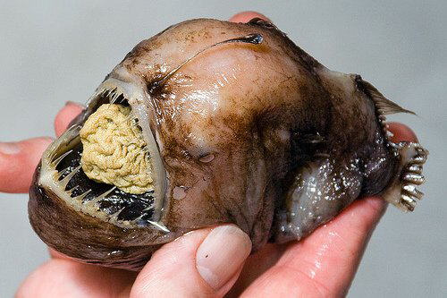 Strange Sea Creatures