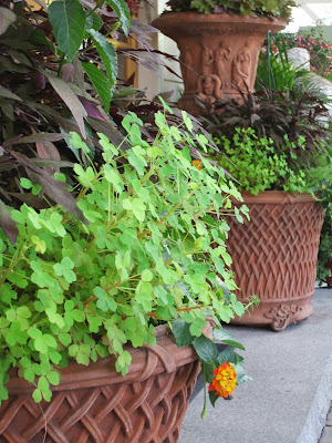 FOLIAGE PLANTERS antique terra pots.jpg