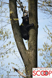 Bear Sighting On Winesap Land In Forshay - DSC_0053.JPG