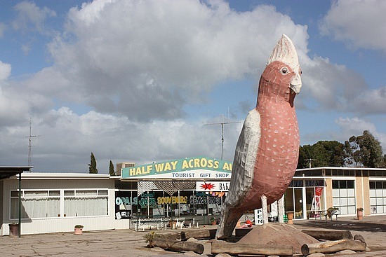 [big-galah%2520KIMNA%255B6%255D.jpg]