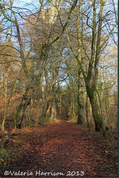 50-path 50-path