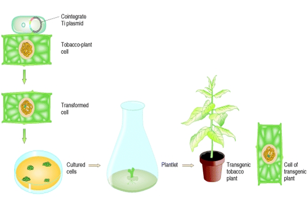 Transformation of tobacco plant using Cointergrate vector